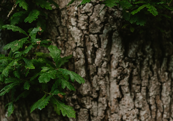 Oak tree in nature